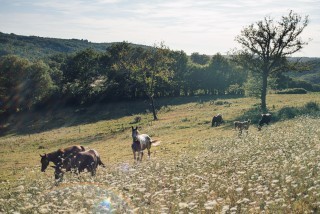 Ranch des Mearas