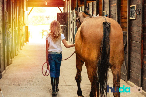 Pensions pour chevaux, comment ça marche, et combien ça coûte ?