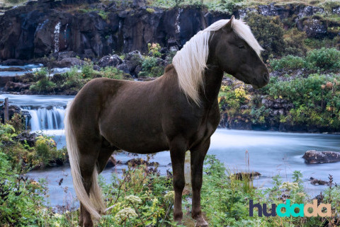 Comment choisir le nom de votre cheval ? tous nos conseils et nos idées pour 2024