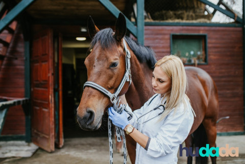 Vermifuge pour chevaux, quand et comment faire ?