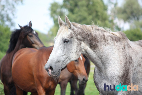 Les races de chevaux français : on vous explique tout !