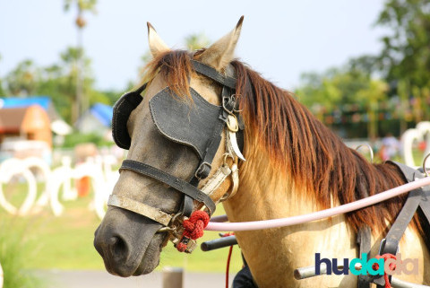 Chevaux de trait : toutes les races françaises