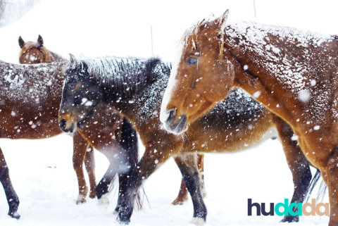 Faire une randonnée à cheval dans la neige : tous nos tips !