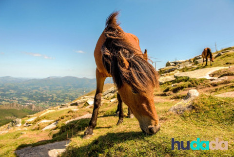 Randonnées et balades à cheval dans le vercors