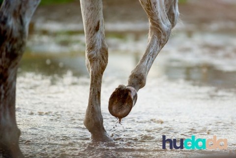 Faire du cheval sous la pluie : conseils et équipement adéquate