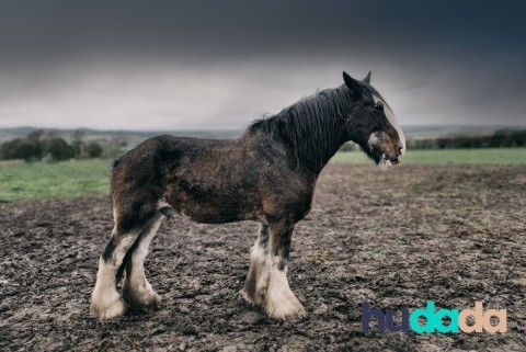 La race de cheval shire : origines, particularités, caractéristiques, et aptitudes