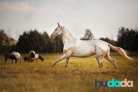 La race de cheval akhal teke​ : origines, particularités, caractéristiques, et aptitudes