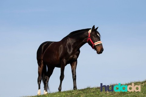 La race de cheval pur sang anglais​ : origines, particularités, caractéristiques, et aptitudes