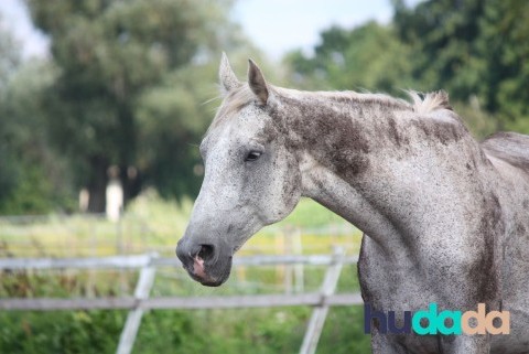 La race de cheval barbe : origines, particularités, caractéristiques, et aptitudes