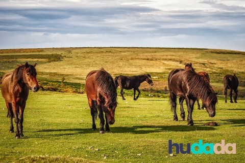 Le poney dartmoor : origines, particularités, caractéristiques, et aptitudes