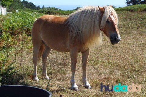 Le poney haflinger : origines, particularités, caractéristiques, et aptitudes