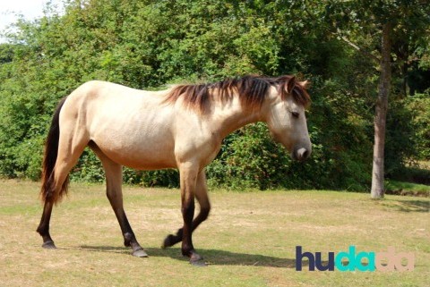 Le poney new forest : origines, particularités, caractéristiques, et aptitudes