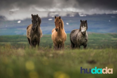 Le poney islandais : origines, particularités, caractéristiques, et aptitudes